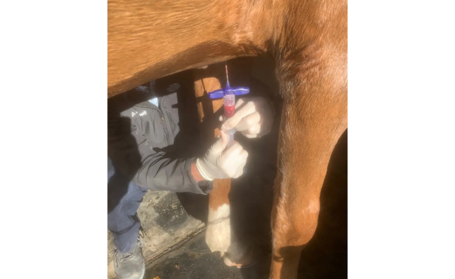 Veterinarian Extracting Stem Cells from a Horse